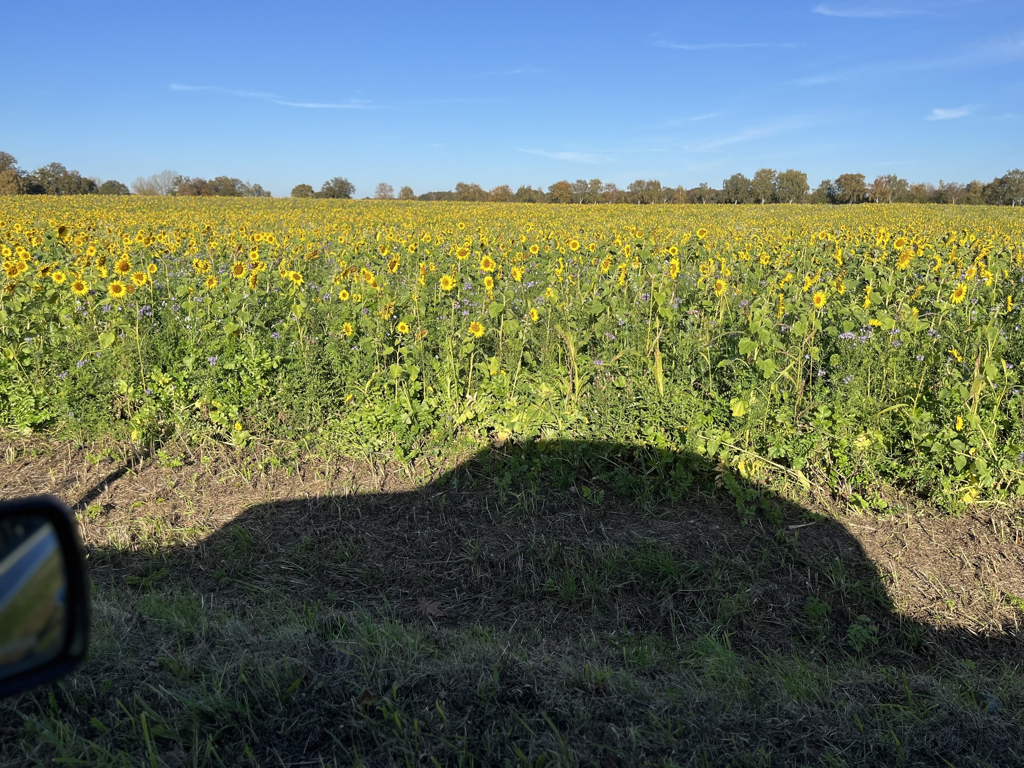 Die Silhouette meines Cabios vor Sonnenblumen